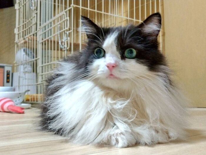 脳と心臓、血管奇形がありながら、亜妃さんの家の子としてルナは7歳になった（亜妃さん提供）