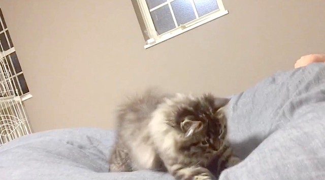 捕まえたっ！（動画からキャプチャー／提供：チロルさん @tirol1012）