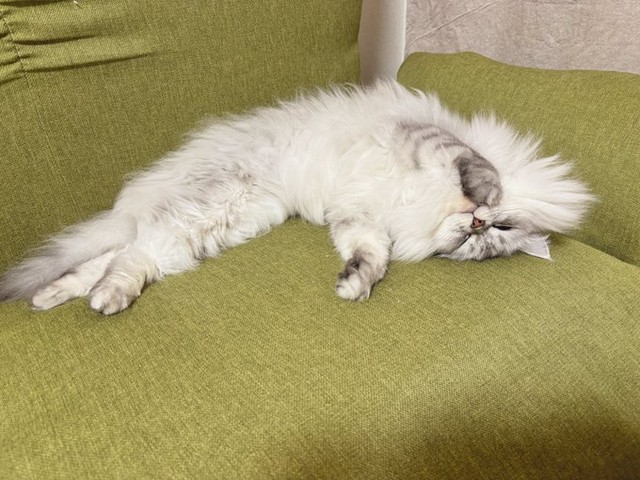 へそ天になってゴローンとくつろぐすぴさん（画像提供：すぴさん）