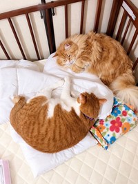 真上から見たベビーベッド　白い布団と枕の上で2匹がのびのびと眠る（yopichさん提供）
