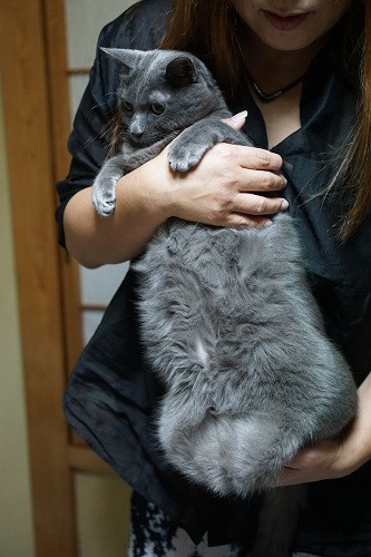 「僕、小顔でイケメンだけど、なぜかおなかタルタル。預かりの子猫たちは気持ちよさそうにしてるけどね」