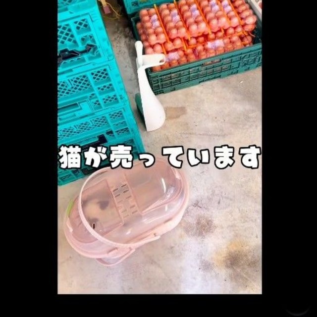 八百屋の店内に置いてあった(よりパパさん提供、Instagramよりキャプチャ撮影)
