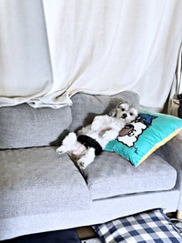 「あ、おかえり」。飼い主さんを出迎えたつんちゃん、まるで人間のよう！（画像提供：つんこむさん）