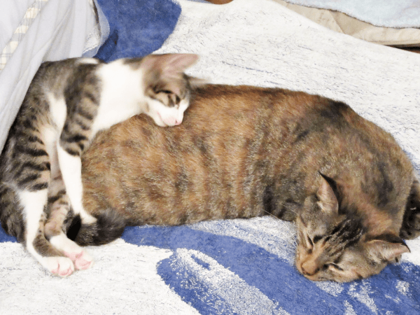 えっちゃんの上にのっかるように眠るくうくん（画像提供：Ｙさん）