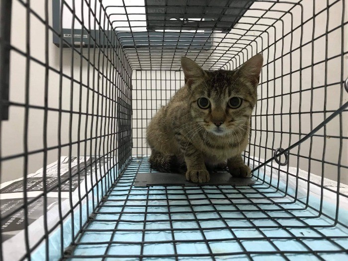 ウヌは神奈川県の川辺で保護された猫。（保護主さん提供）