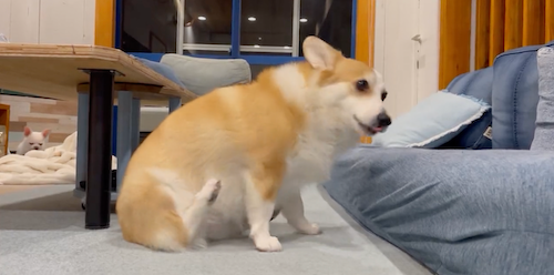 カキカキ、一生懸命やっているけど＝つむぎ＠コーギーさん（@corgi_tumugi）提供