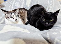 仲良く添い寝する同居猫の柱太郎くん（左）とナツちゃん（右）（画像提供：ミキサーさん）