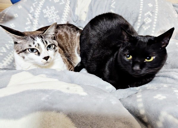 仲良く添い寝する同居猫の柱太郎くん（左）とナツちゃん（右）（画像提供：ミキサーさん）