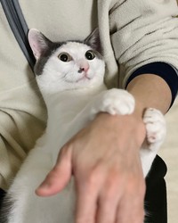 きゅ！ 飼い主さんの手をつかむトルテくん（画像提供：トルぽたさん）