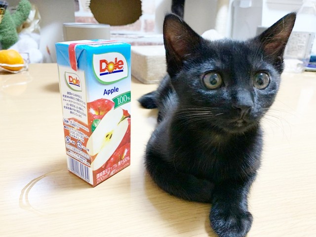 子猫時代、寝そべるとパックのジュースと同じくらいの大きさだったまつちゃん（画像提供：とびまつさん）