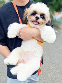 散歩中、「撫でて」と人懐こくアピールすることも多いちょんちゃん（画像提供：ちょん吉さん）