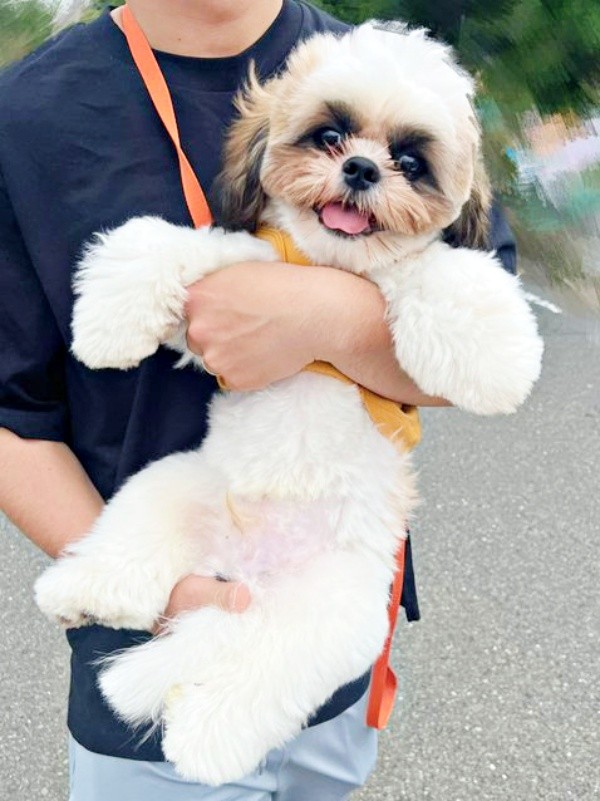 散歩中、「撫でて」と人懐こくアピールすることも多いちょんちゃん（画像提供：ちょん吉さん）