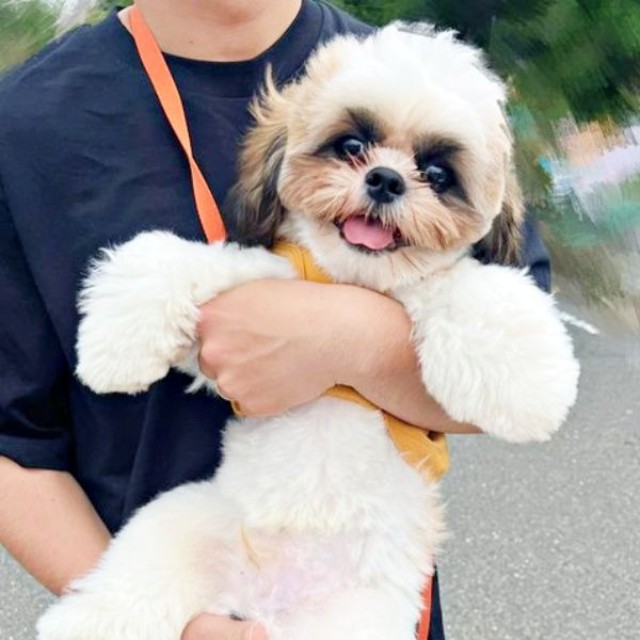 散歩中、「撫でて」と人懐こくアピールすることも多いちょんちゃん（画像提供：ちょん吉さん）