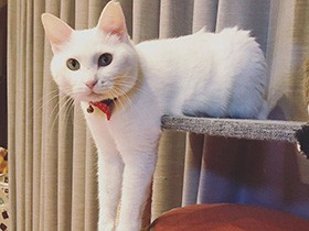 Stay Home！ 肩こりにはのび～ 元保護猫「およね」　