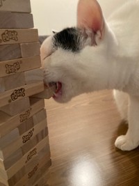 ジェンガに参加したマロくん②（こげめさん提供）