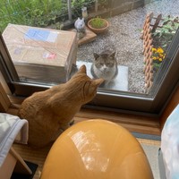 お外時代、ニャン太くんくんのことを見つめる喜次郎くん（画像提供：茶トラ猫のニャン太とキジシロの喜次郎さん）