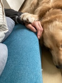 飼い主さんの昼寝中、そっと飼い主さんの腕に足を置くまるくん。かわいすぎます！（イヌのまるとネコのさん さんのTwitterより）