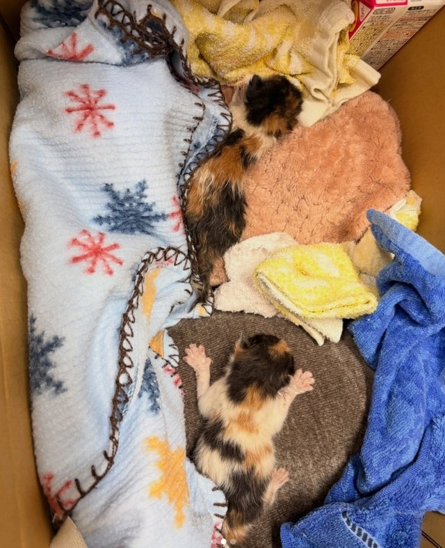 子猫たちは温められながら、高村さんが勤務する動物病院へ搬送された（高村さん提供、Instagramよりキャプチャ撮影）