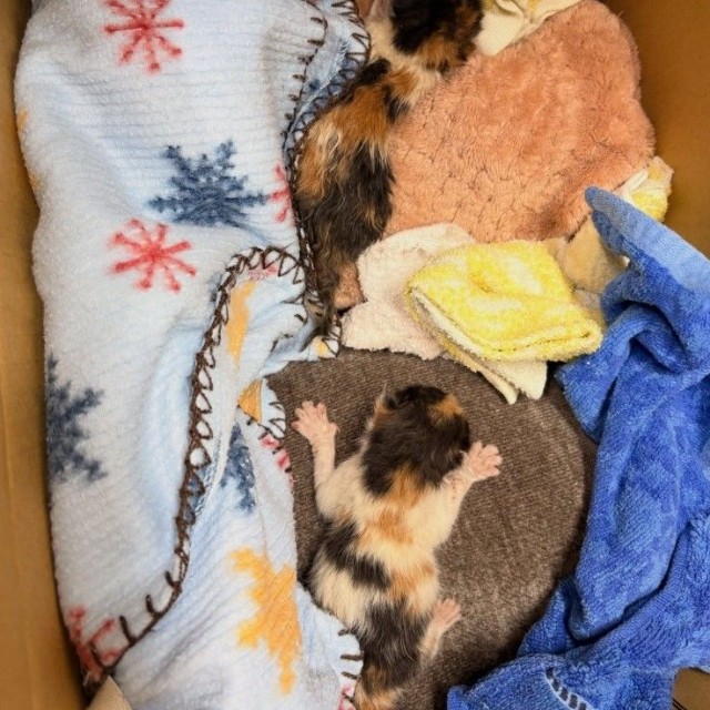 子猫たちは温められながら、高村さんが勤務する動物病院へ搬送された（高村さん提供、Instagramよりキャプチャ撮影）