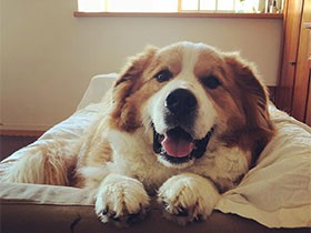 もふもふ大きな体なのに超甘えん坊　バニピレミックスの「八七」