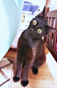 保護時は1歳。お迎えまもない頃のクロちゃん（画像提供：ぺぺ太さん）