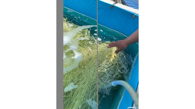 前工程　青のり育苗01（従来法）【徳島文理大学 提供】