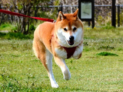 二本脚の犬が、「動物の幸せ」考えるきっかけに　行政を動かす