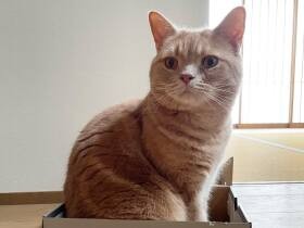 体よりちょっぴり小さい箱に入ってすまし顔　アメリカンショートヘア「はっさく」