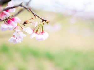 絶望しても諦めない。だって、ふるさとが私に出会いと夢をくれたから