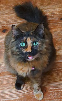 飼い主さんを見上げて鳴くみたらしちゃん（画像提供：少年さん）