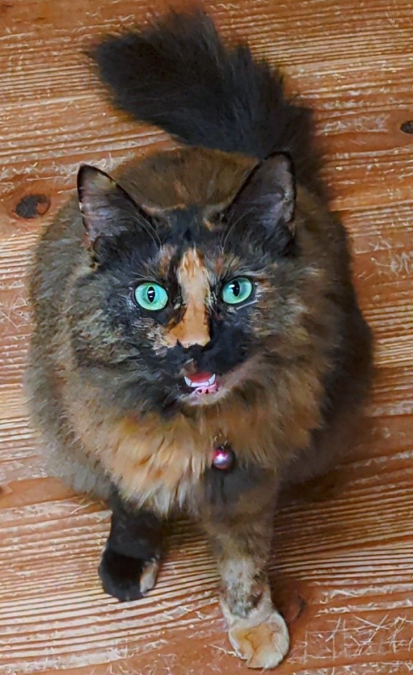 飼い主さんを見上げて鳴くみたらしちゃん（画像提供：少年さん）