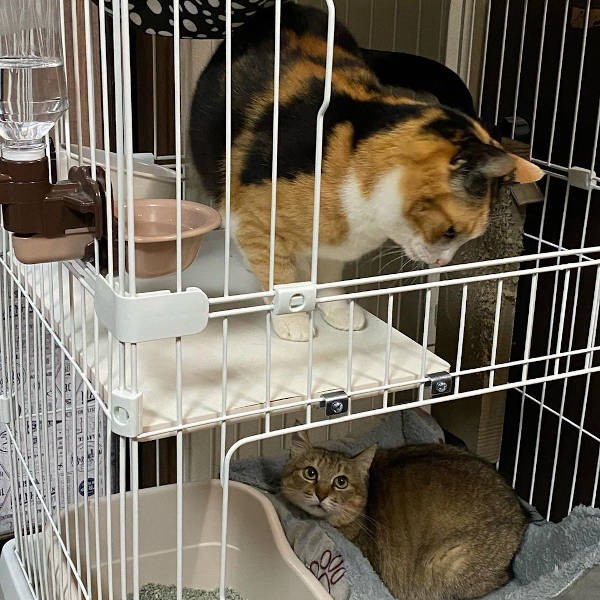 ちくわちゃんににらみをきかせる金閣姉さん