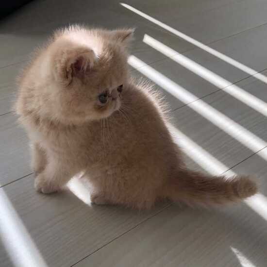 家にきたころの「むうすけ」