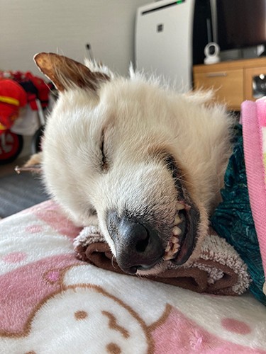 笑顔でスヤ〜。いい夢見てるのかな〜（上村さん提供）