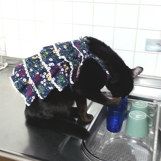 コップの水を器用に飲むスミッチちゃん