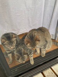 「このへん、まだ汚れてるやん…」（はるとさん提供）