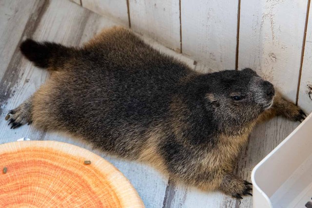 この日は特別にドクマさんが飼っているアルプスマーモットがゲスト