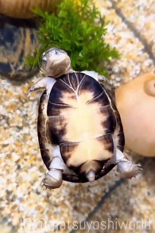 一瞬ヒヤッ……！」水面で“ヘソ天”するカメに3.1万いいね 自力で戻れるの