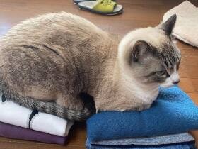 ホカホカで心地いいにゃ～　バスタオルの上でまったり中のシャムMIX「レオン」