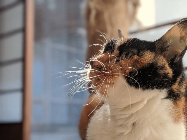 ペット信託 って何 愛するペットを 新しい飼い主へ確実に託す方法 犬 猫との幸せな暮らしのためのペット情報サイト Sippo