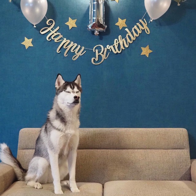 誕生日でも素人は黙っとれ（提供：ムイさん）