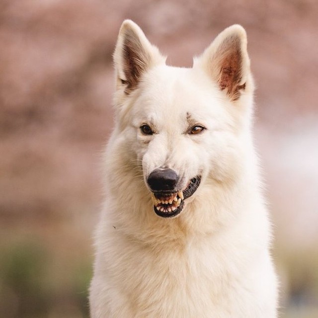 「黙れ小僧！」の顔になった瞬間のコアくん（画像提供：Rookieさん @kainehenalu）