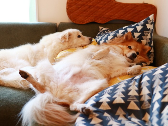 物思いにふける大吉と福助