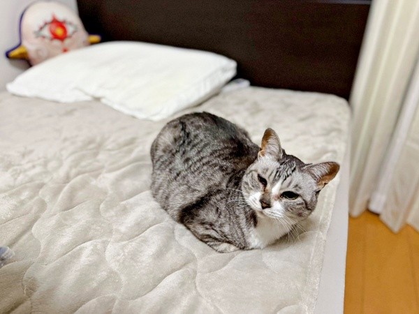 「白玉の妖精！？」くつろぐ姿が話題になったオニャンコちゃん（画像提供：ちゅみさん）