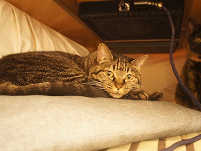 猫にとっての重大ニュースといえば…　ついに、こたつ登場