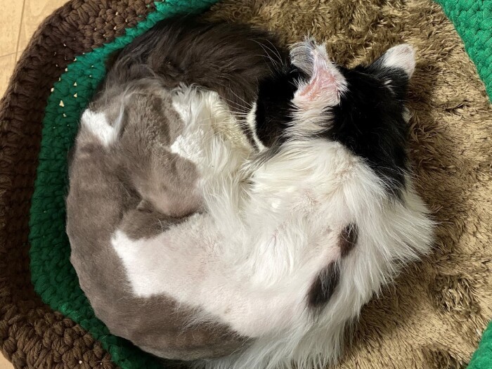 インスタ仲間が贈ってくれた編みベッド（有門さん提供）