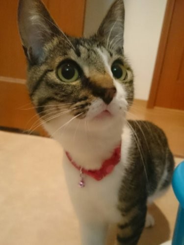 お風呂を覗きにきた幼き日のごん太「なにしてんの？」