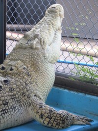 ワニも保護しているという＝一般社団法人 ワニガメ生態研究所さん（@kanameogino）提供
