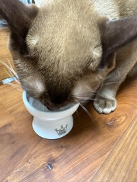 お水をおいしそうに飲むクウちゃん（画像提供：Daiさん）