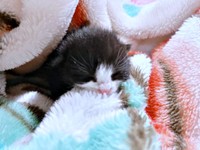 保護当日、毛布にくるまって眠るめいちゃん（画像提供：奈神さん）